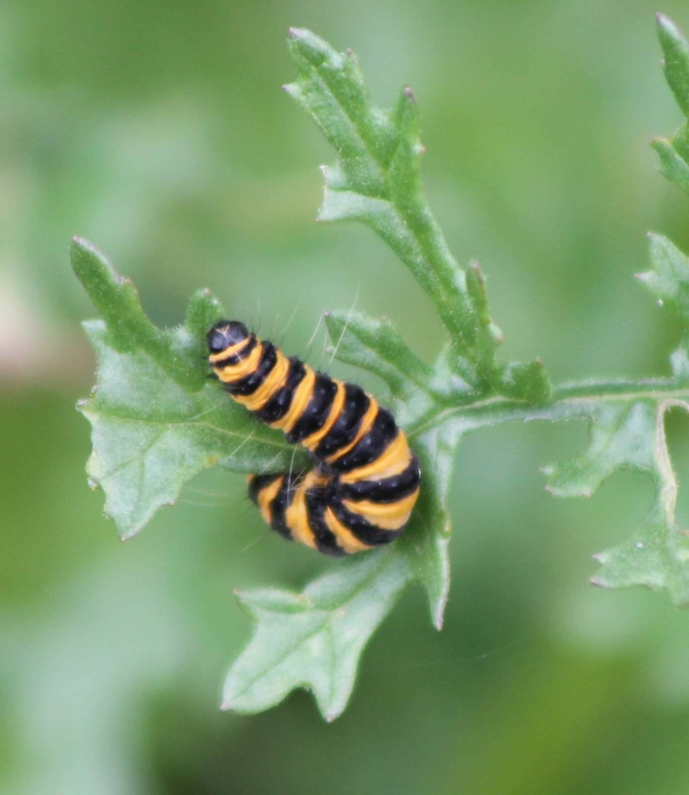 caterpillar of cinnabar moth ?