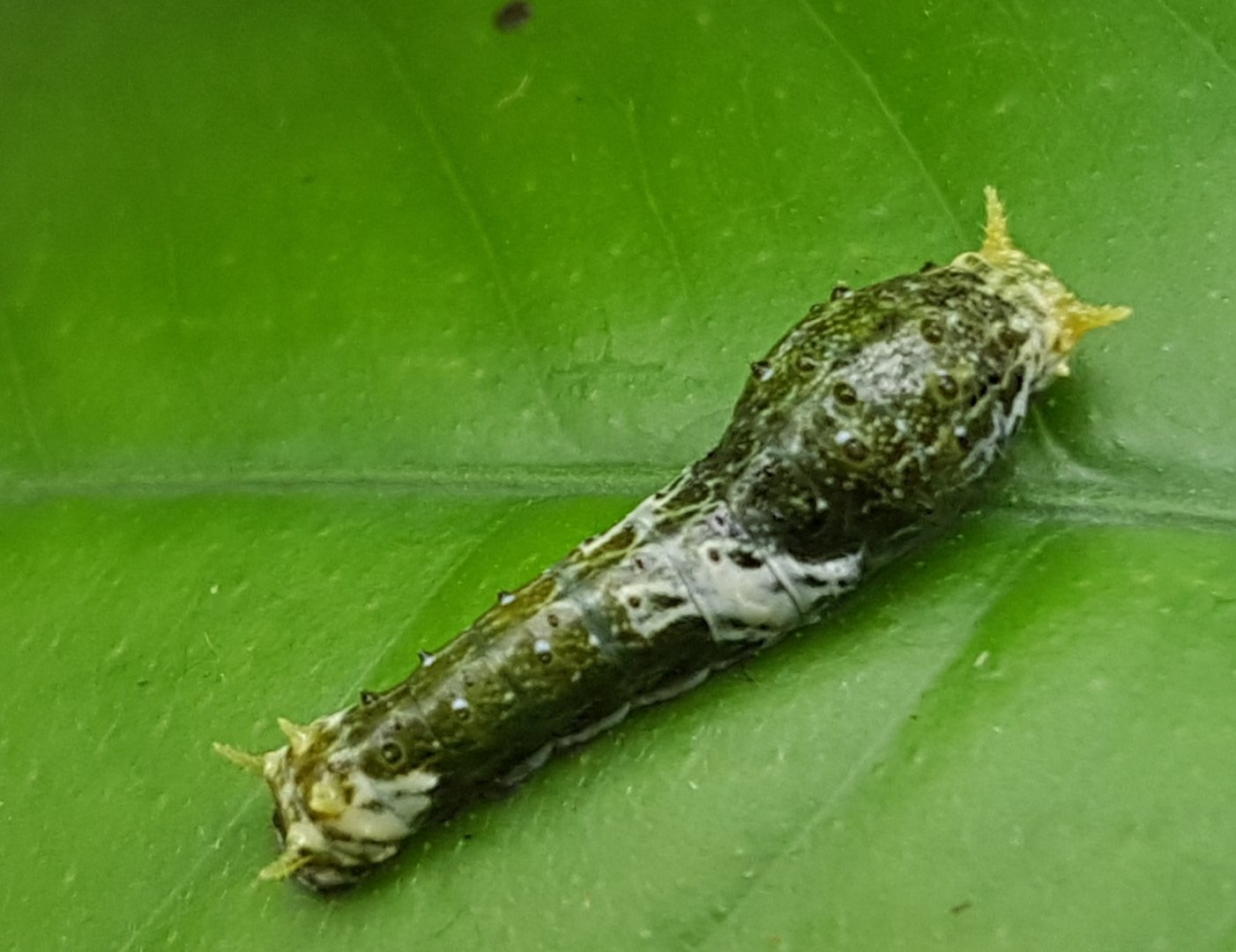 Caterpillar of swallowtail species