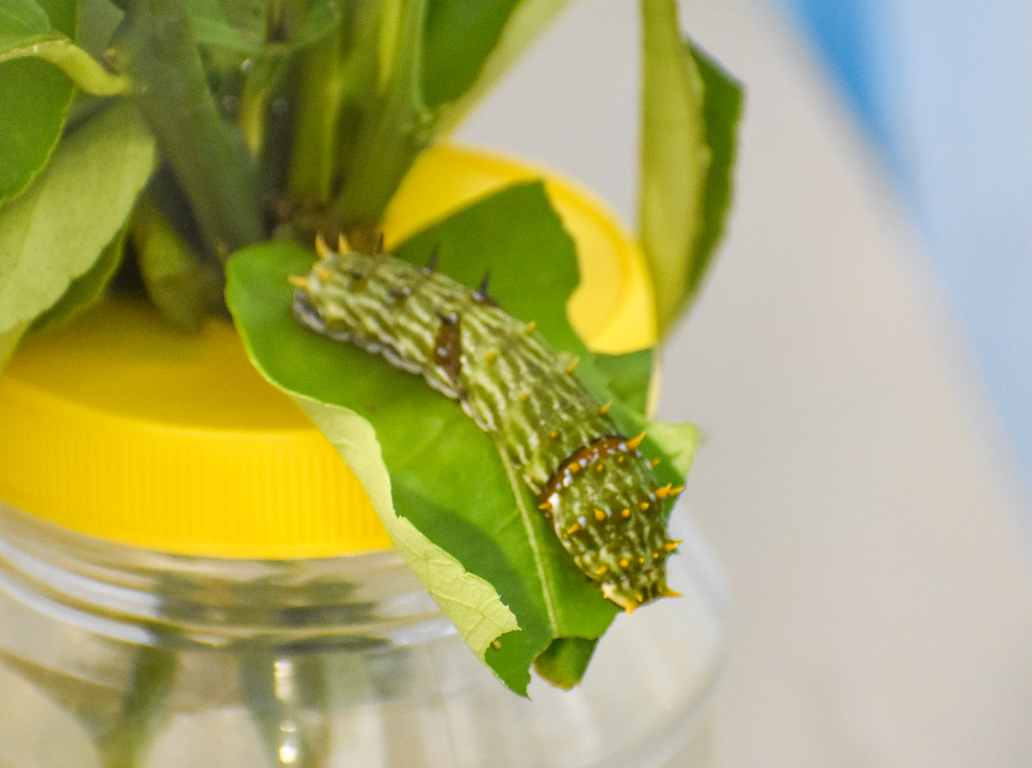 caterpillar - Orchard Swallowtail, Papilio aegeus