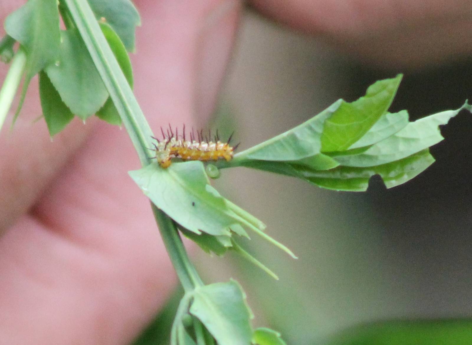 Caterpillar Passiflora butterfly ID