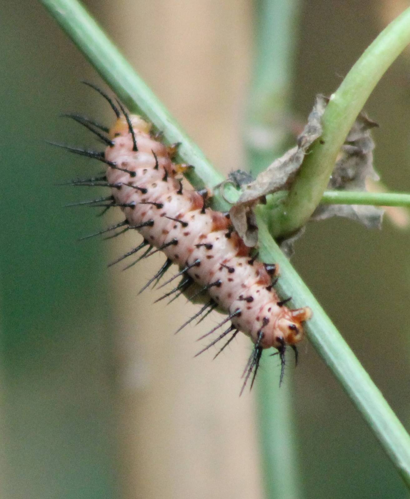 Caterpillar Passiflora butterfly ID