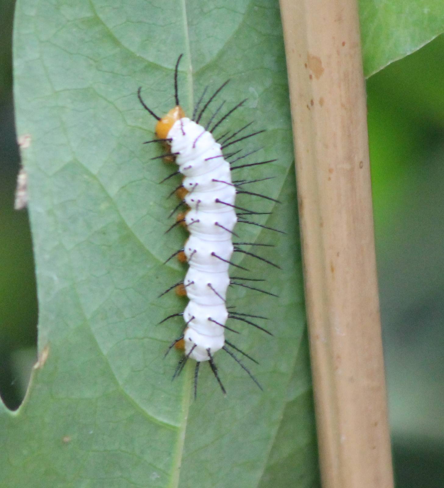 Caterpillar Passiflora butterfly ID