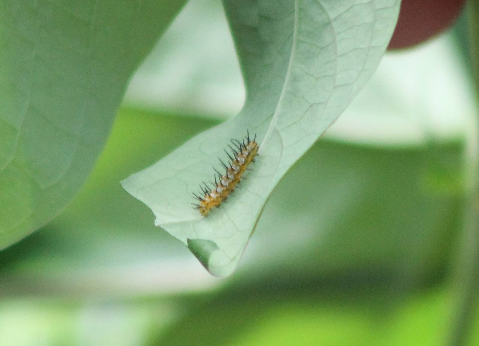 Caterpillar Passiflora butterfly ID