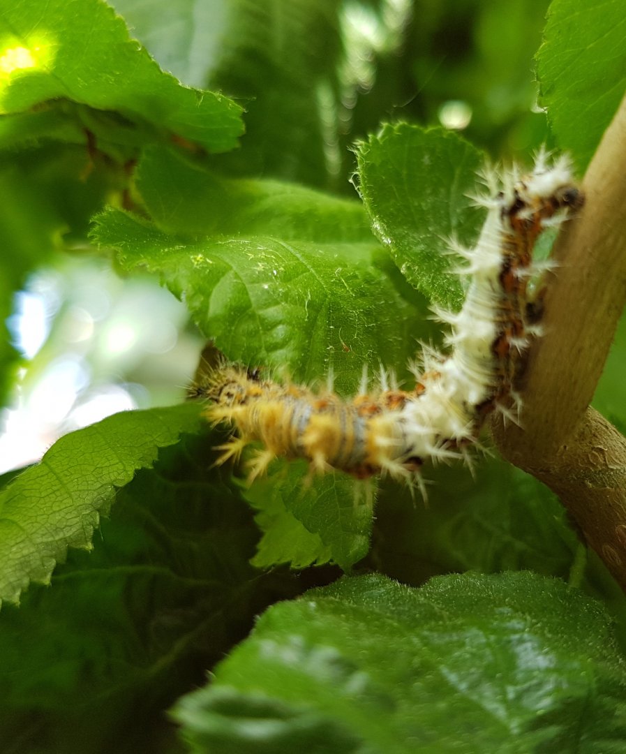 Caterpillar Polygonia c-album
