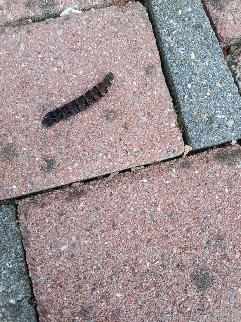Caterpillar species in Ireland