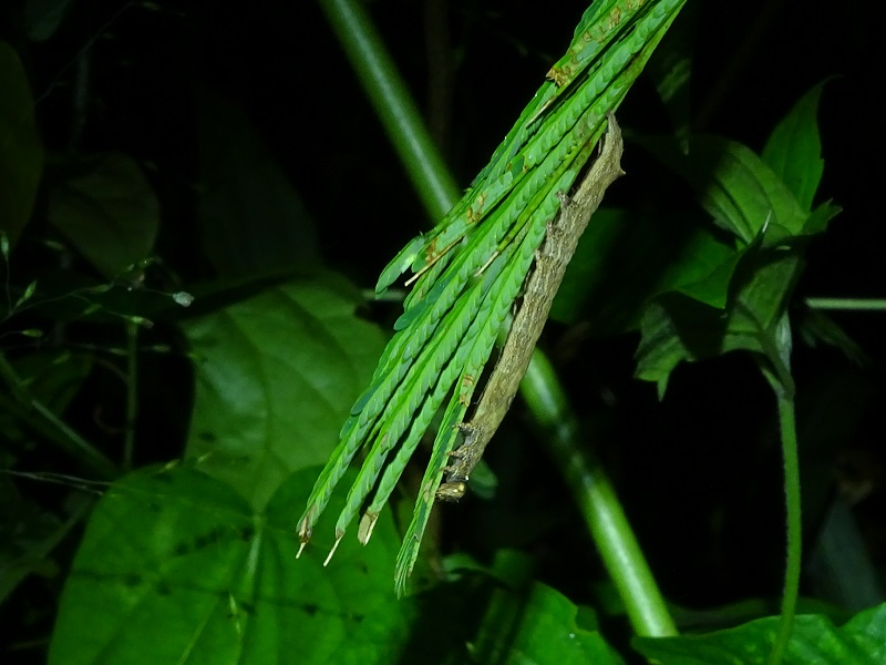 Caterpillar (species unknown)