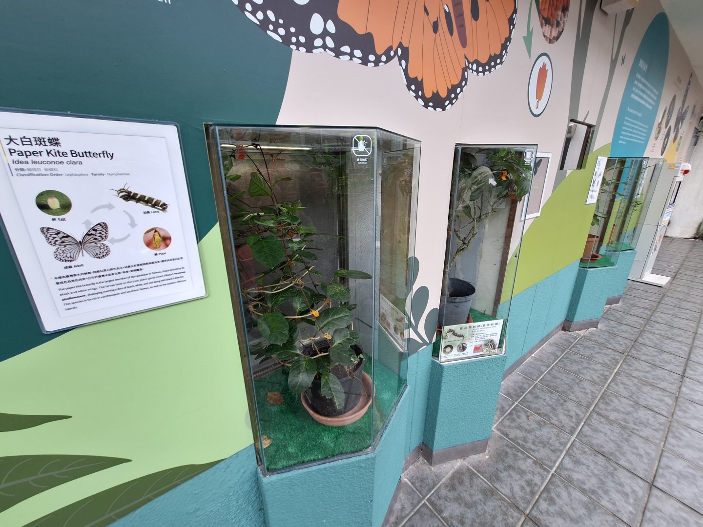 Caterpillar Terrariums- Insectarium