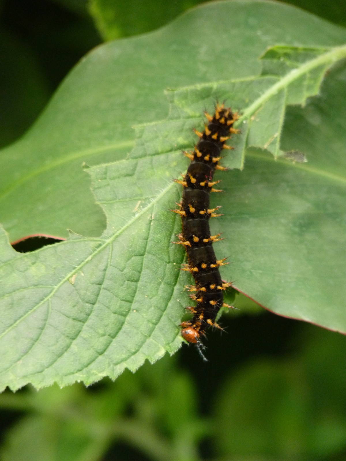 Caterpillar