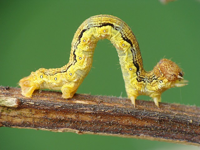 CATERPILLAR