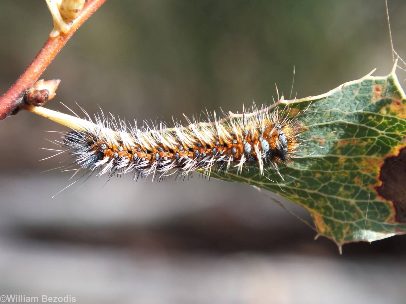 Caterpillar