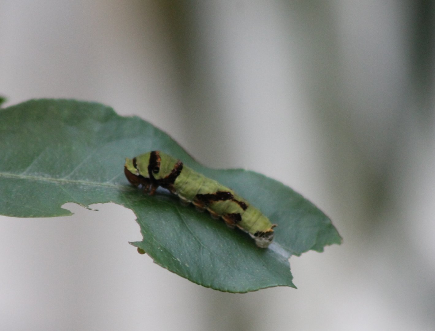 Caterpillar