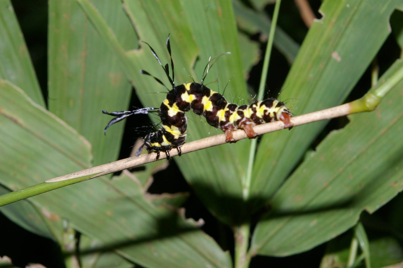 caterpillar
