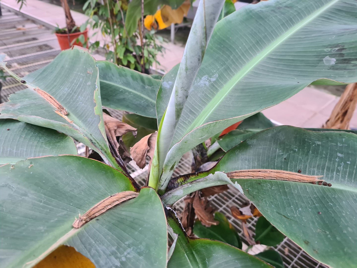 Caterpillars in rearing room