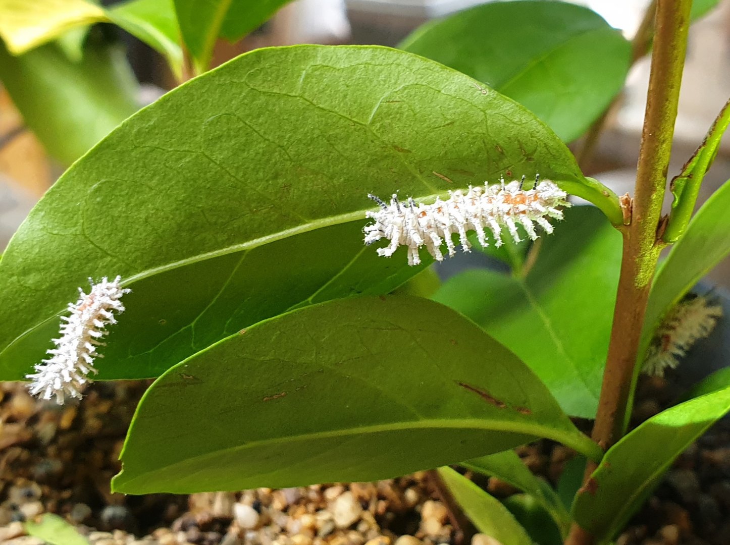 Caterpillars of Atlas butterfly