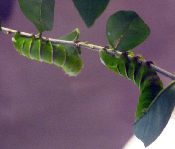 Caterpillars of Rothschildia lebeau