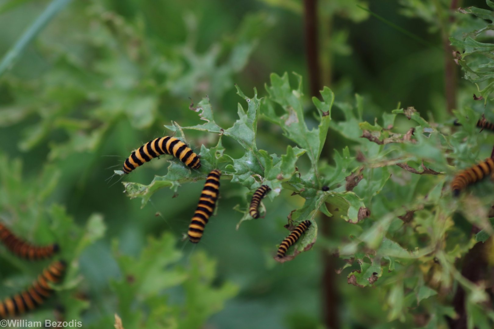 Caterpillars of Some Kind - Spurn Head