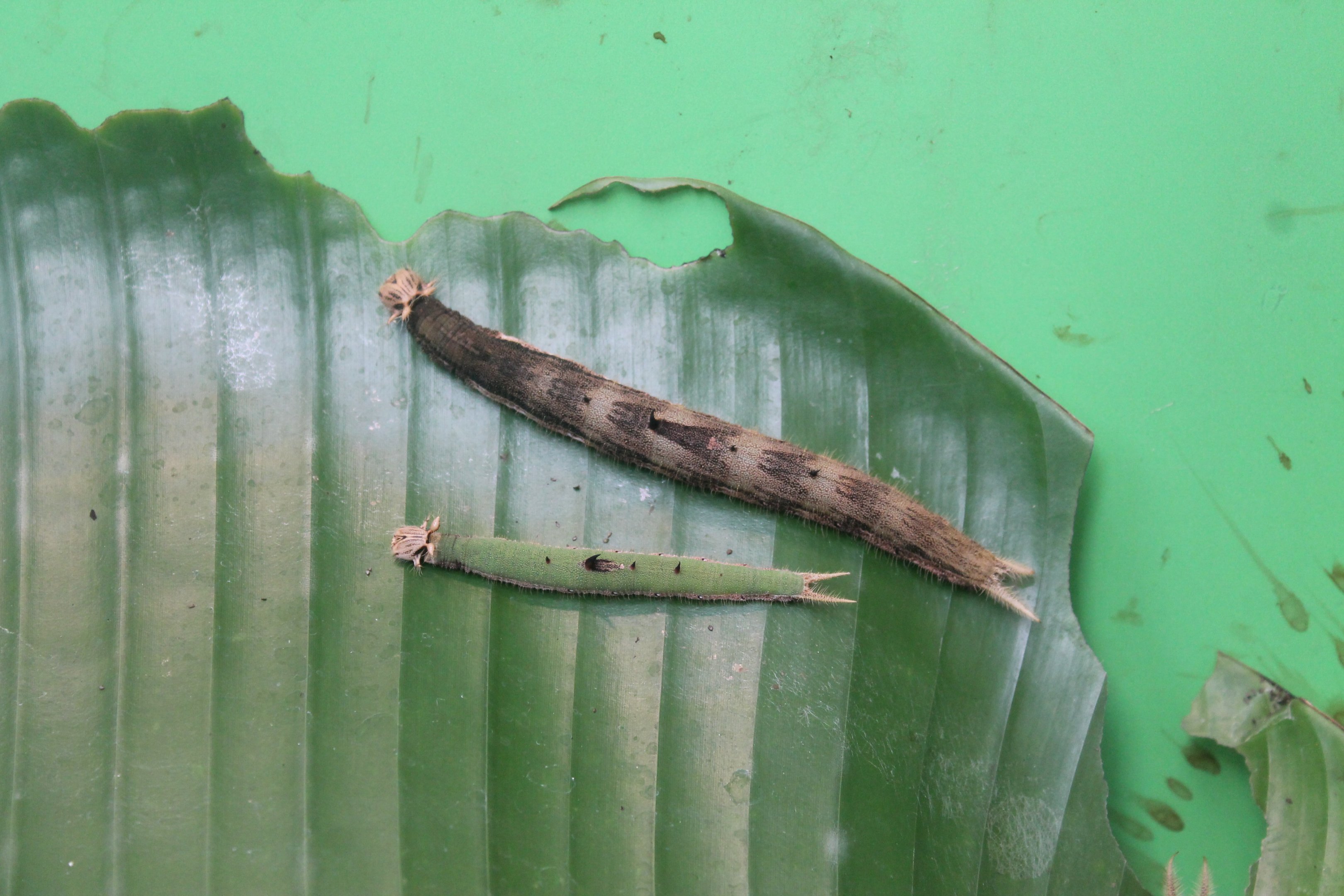 caterpillars of Yellow-edged Giant Owl (Caligo atreus)