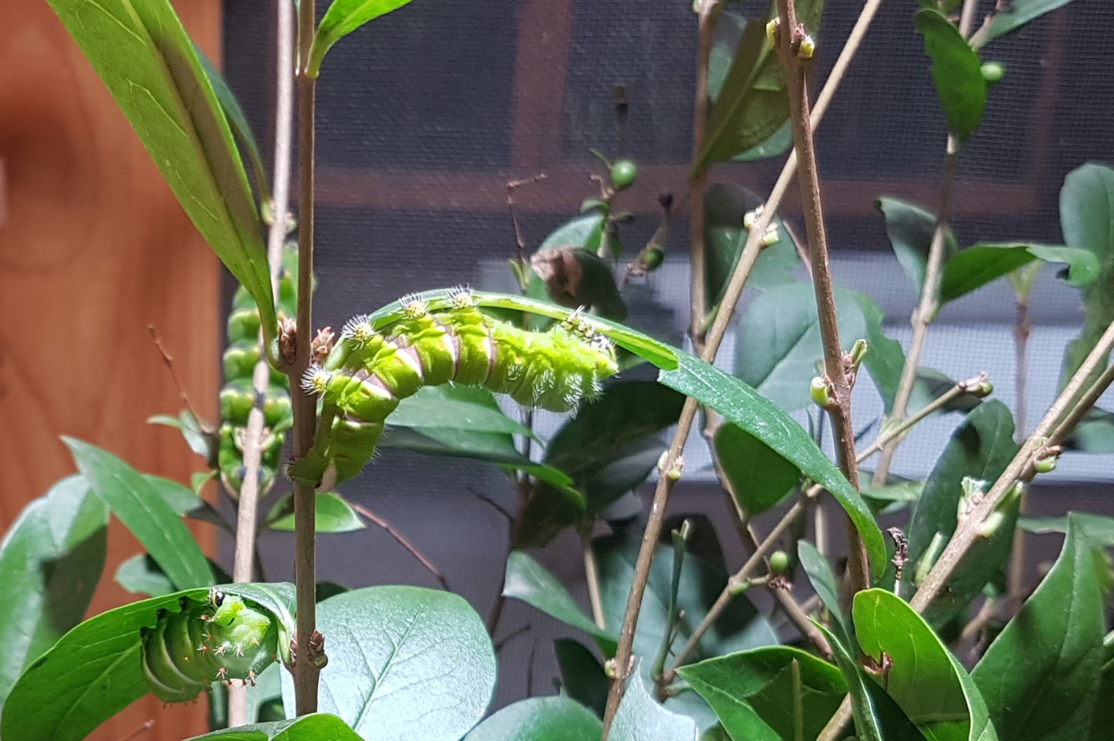 Caterpillars Rothschildia lebeau