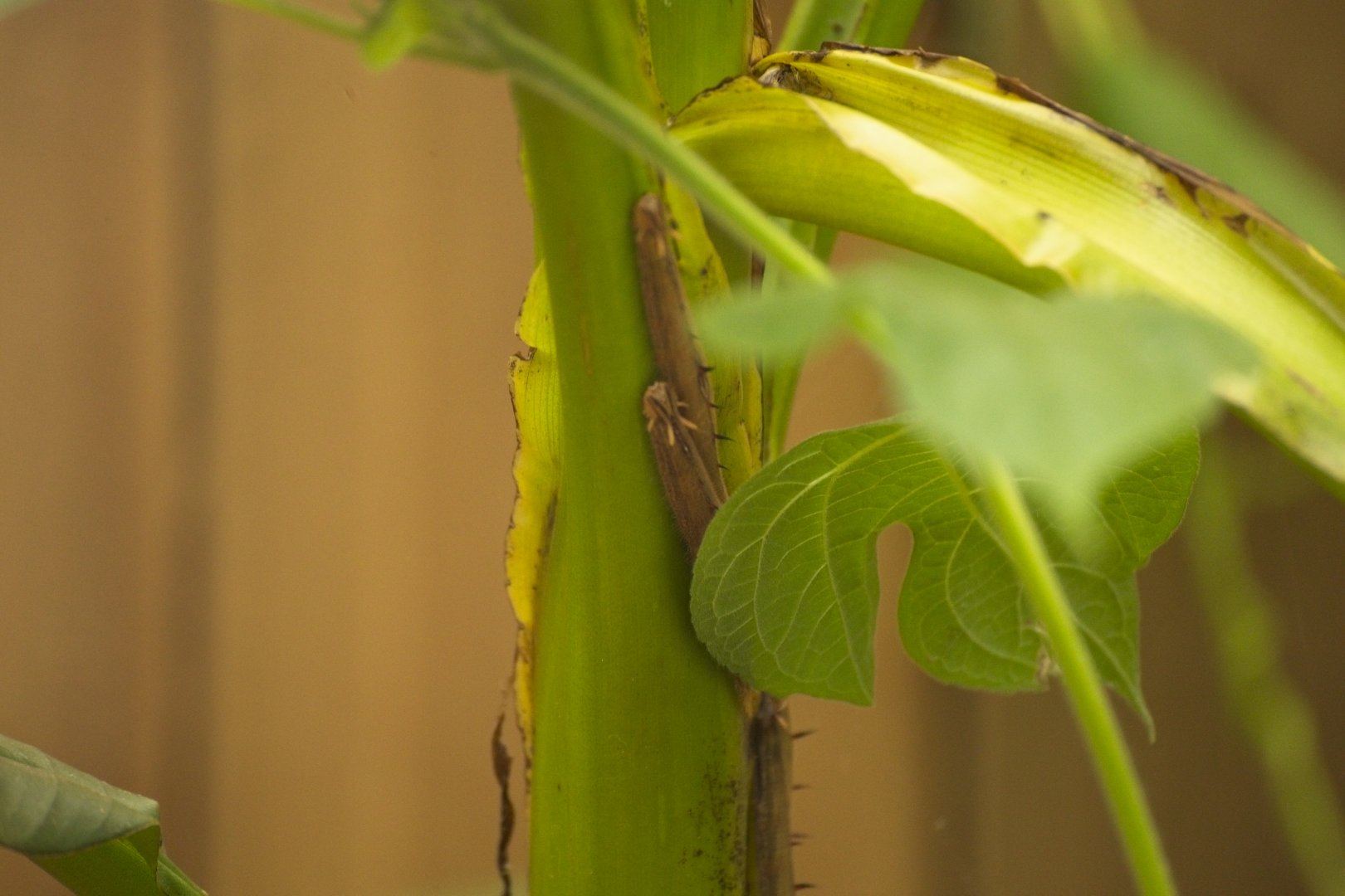 Caterpillars (species not known)