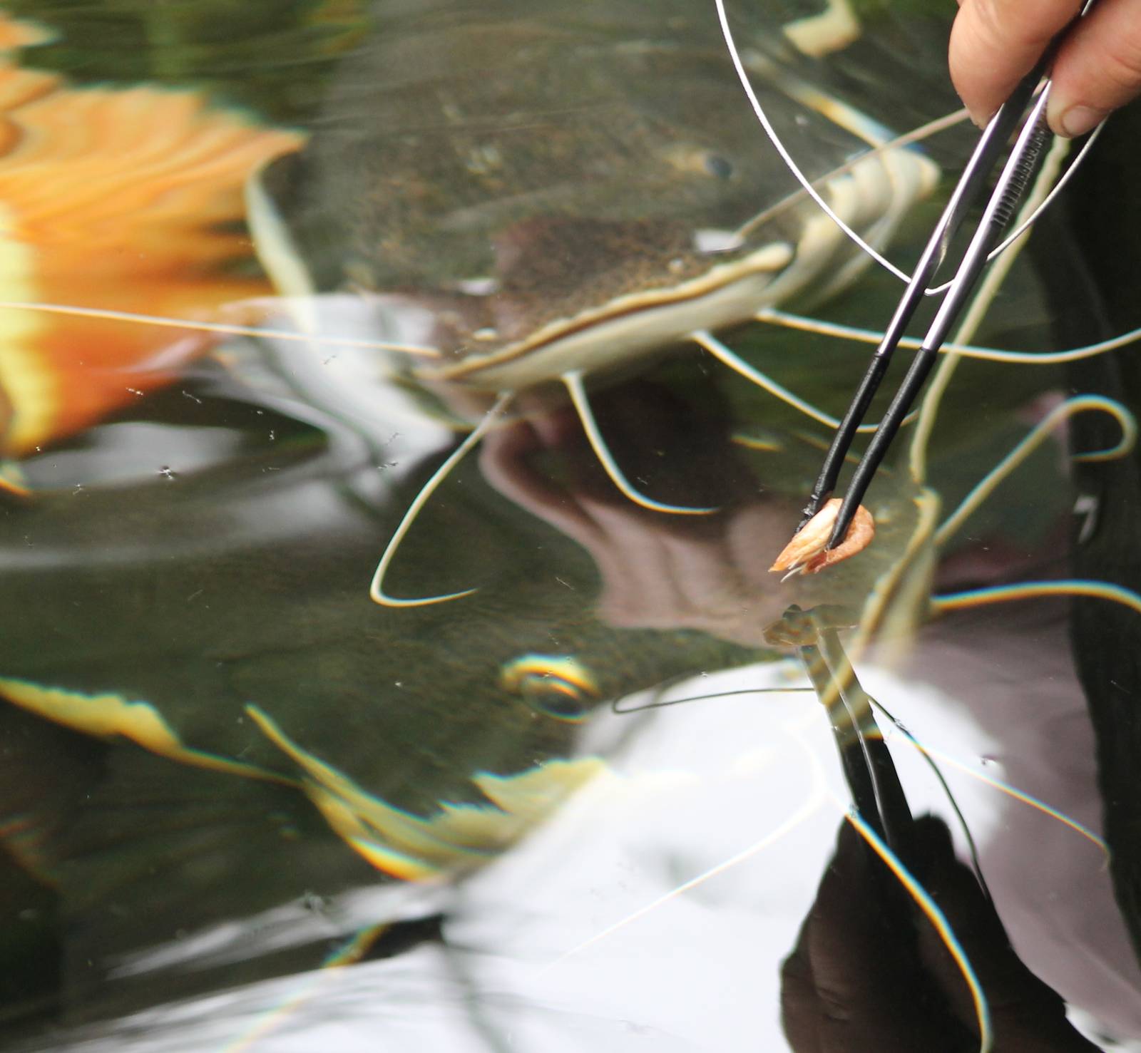 Catfish-feeding