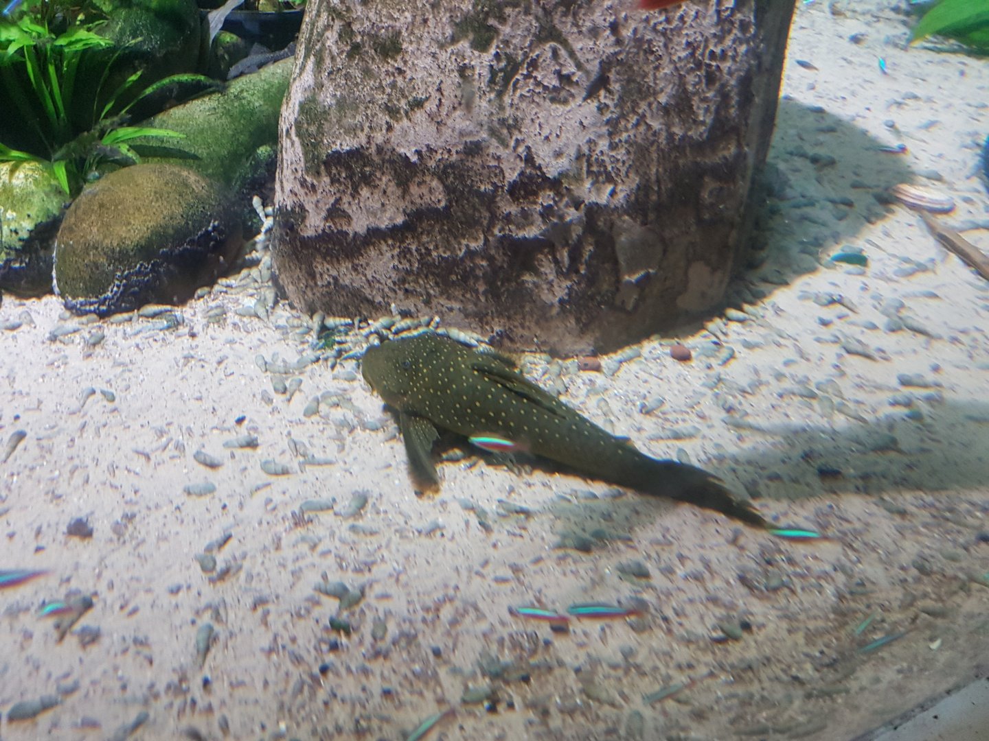 Catfish ID (Chester Zoo)