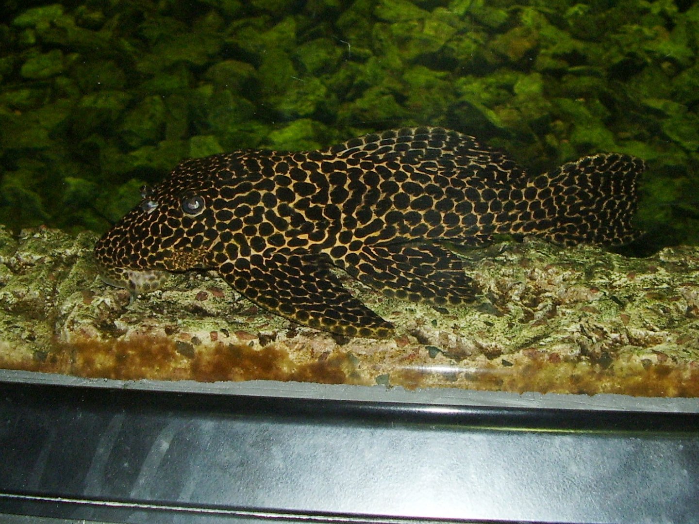 Catfish ID - Obří akvárium Hradec Králové