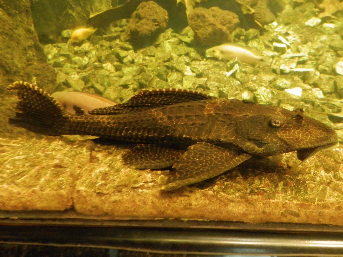 Catfish ID - Obří akvárium Hradec Králové