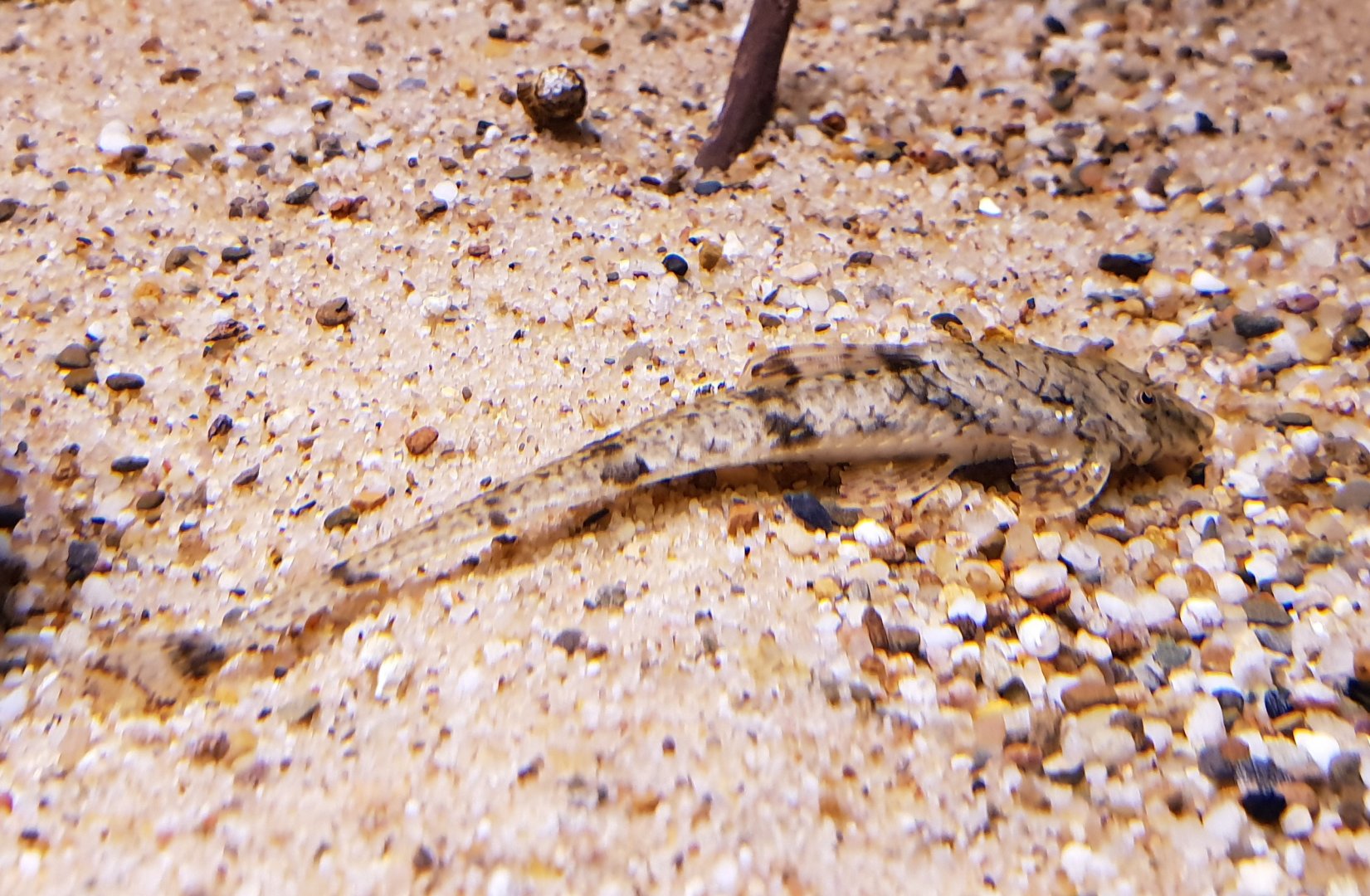 Catfish ID ( South American species )