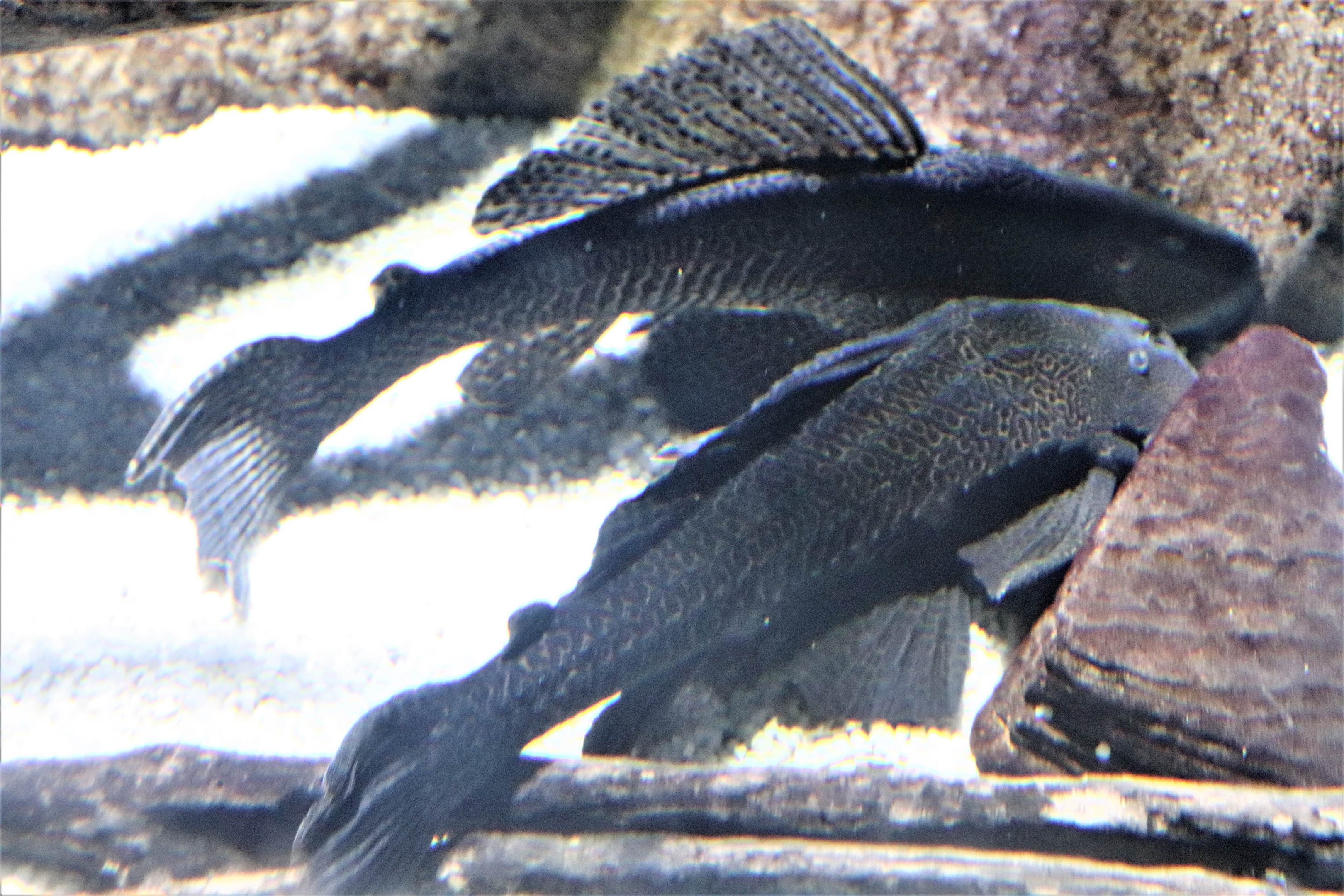 Catfish ID?