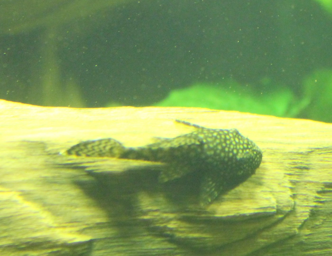 Catfish -pleco ID