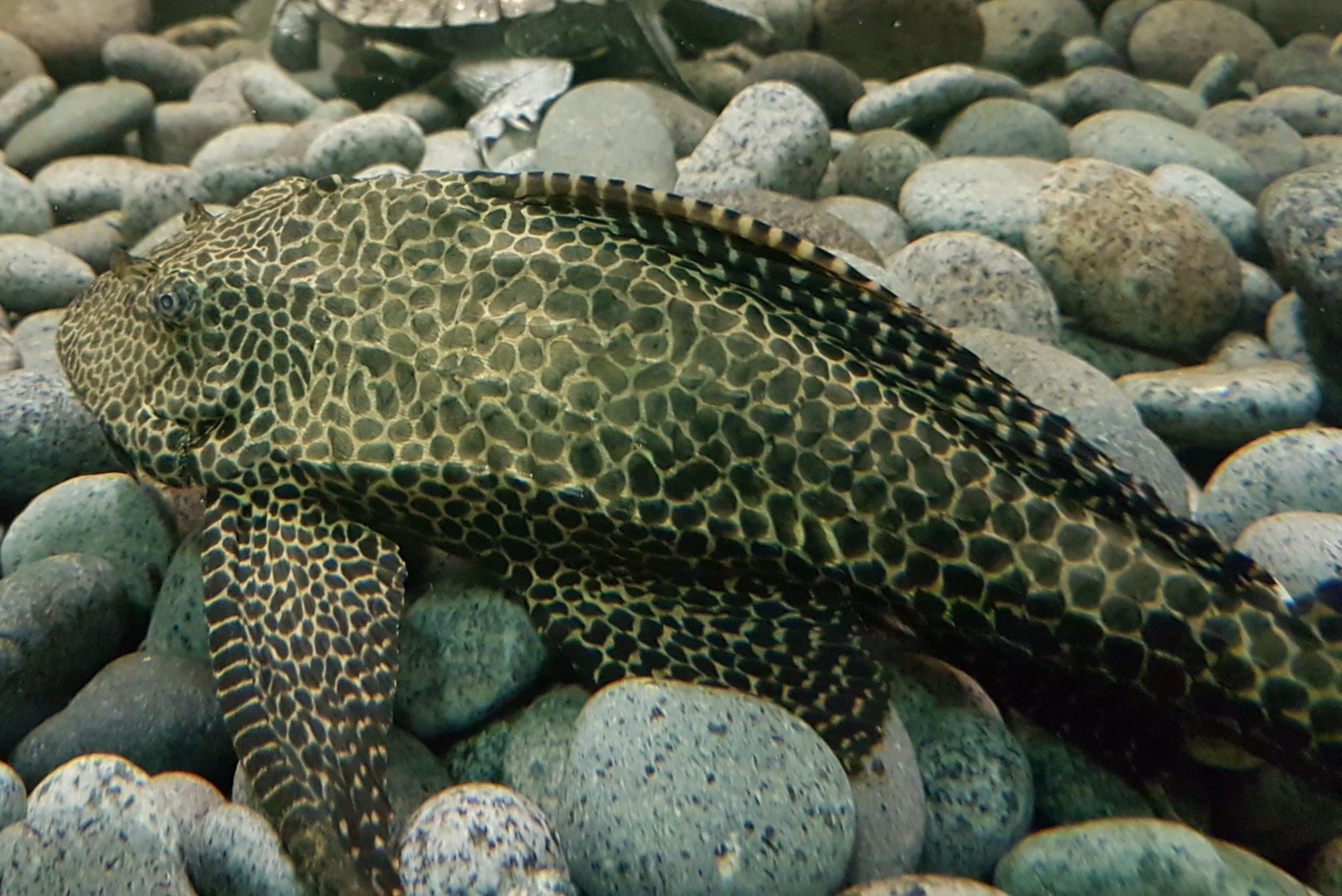 Catfish - Pleco