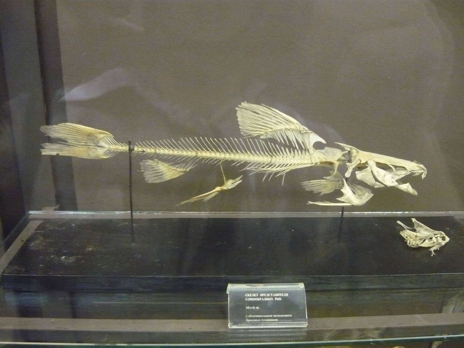 Catfish skeleton