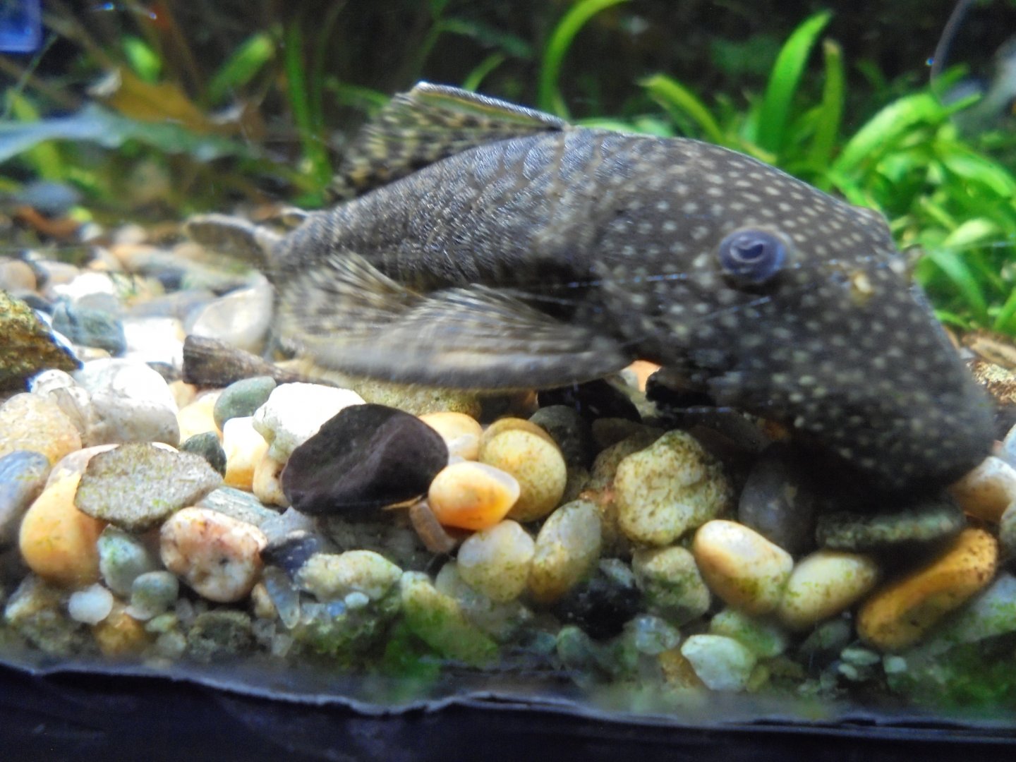 Catfish sp. in Aquarium