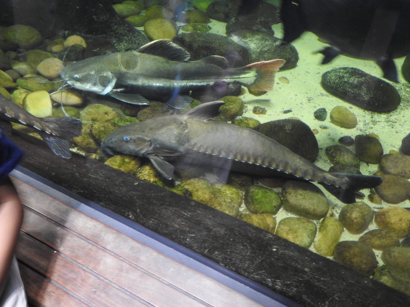 Catfish species, Amazon River Tunnel