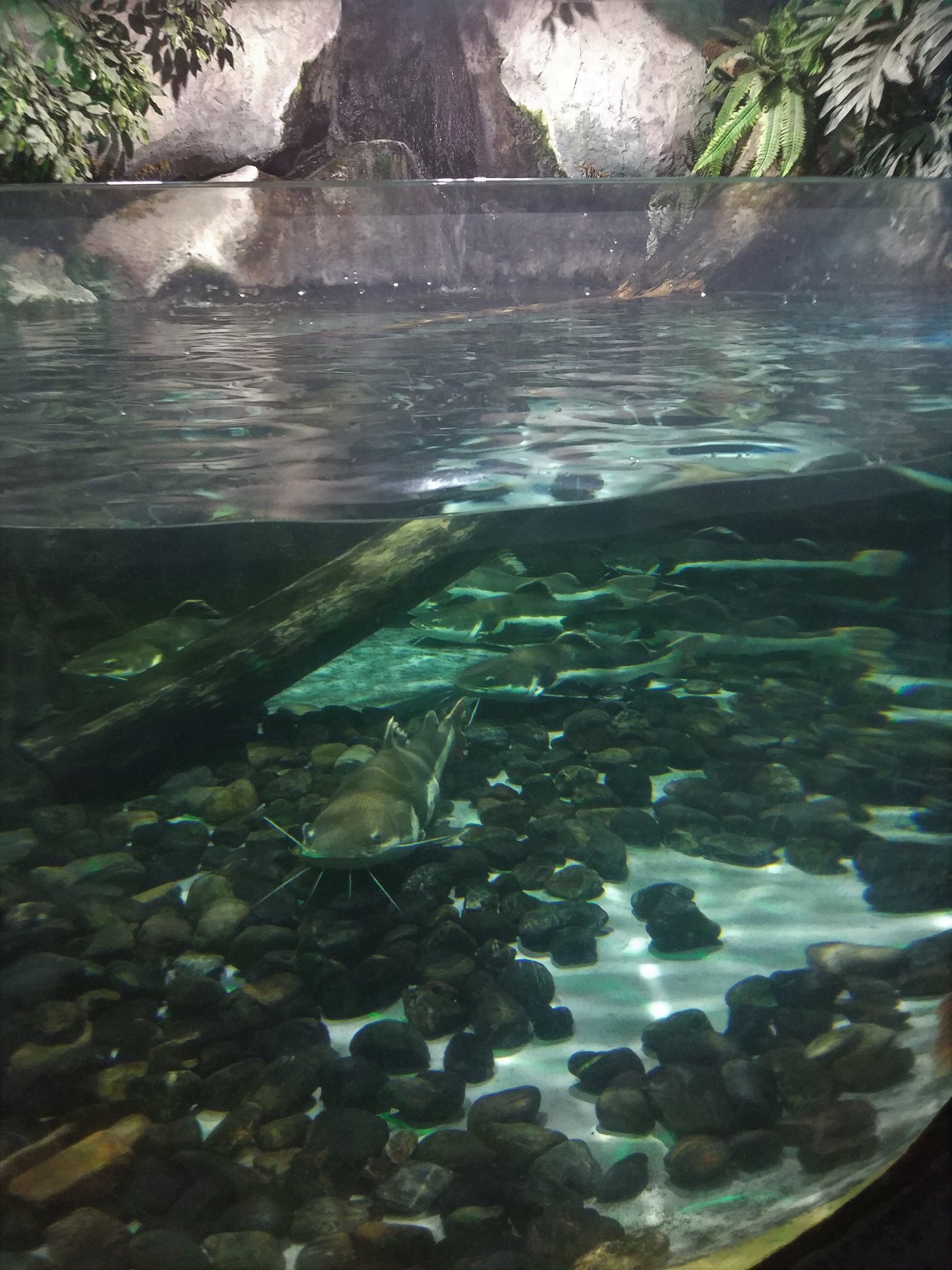 Catfish Tank