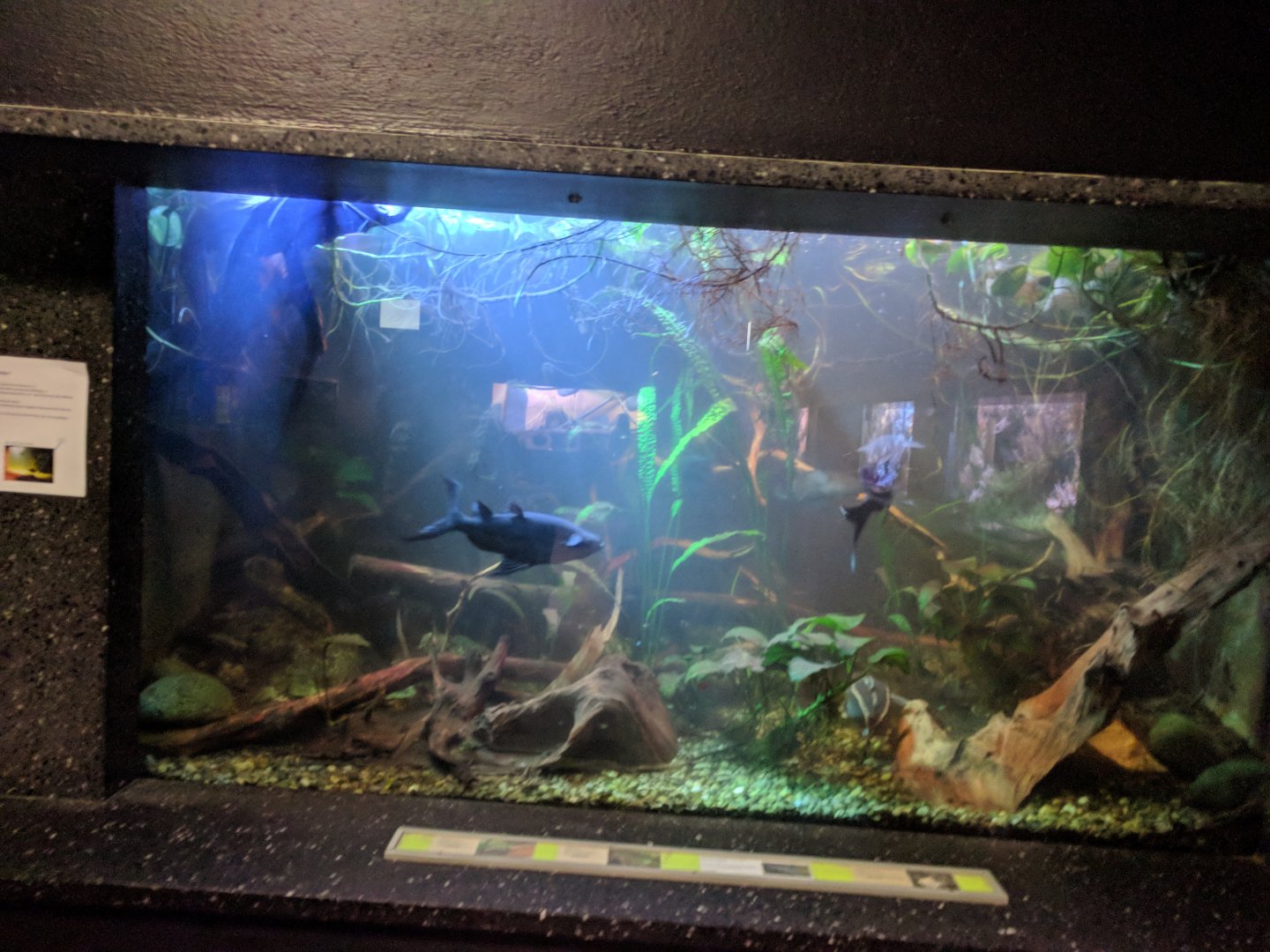 Catfish tank