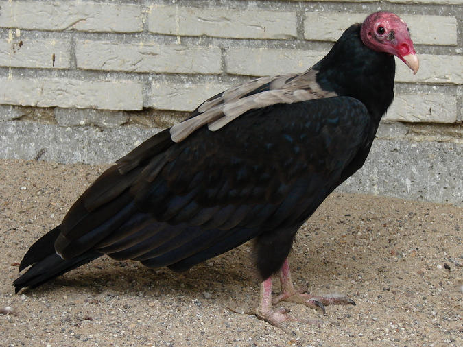 Cathartes aura / Turkey vulture