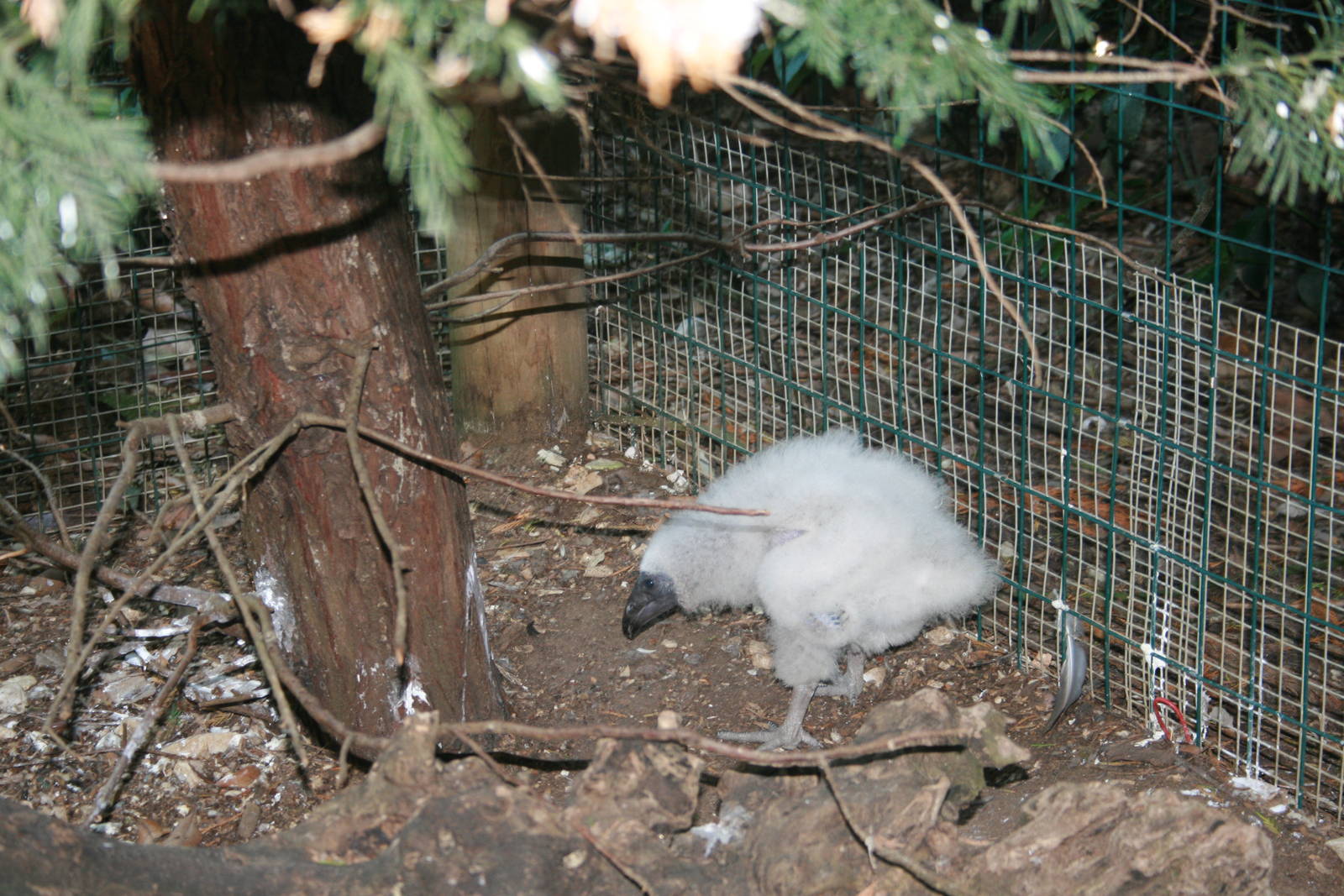 Cathartes aurea chick 2015