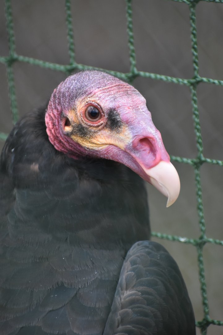 Cathartes melambrotus - Greater Yellow-headed Vulture