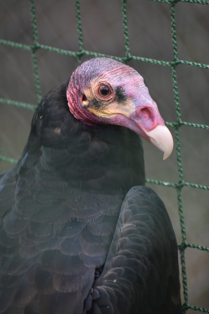 Cathartes melambrotus - Greater Yellow-headed Vulture