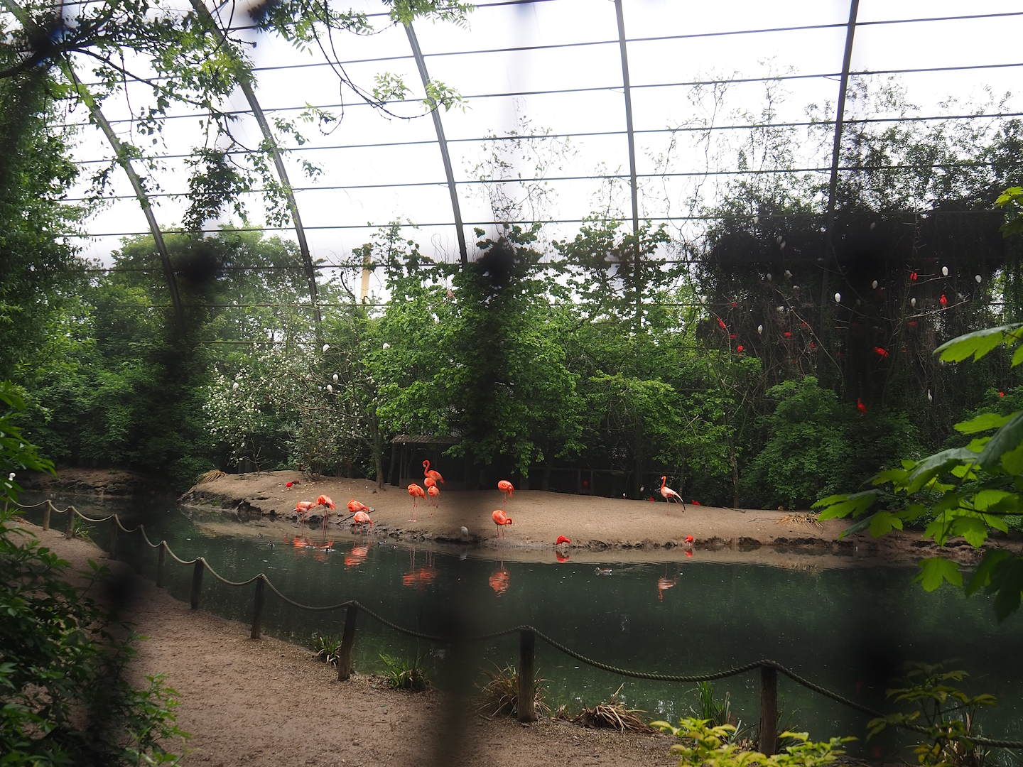 Cathedral aviary/Large walk-through aviary, 2023-05-15