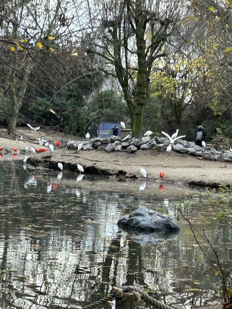 Cathedral (giant) aviary