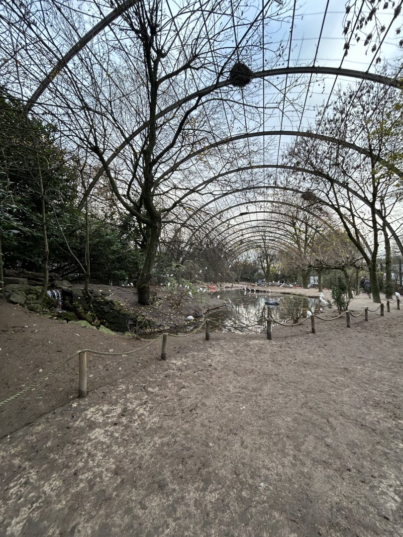 Cathedral (giant) aviary