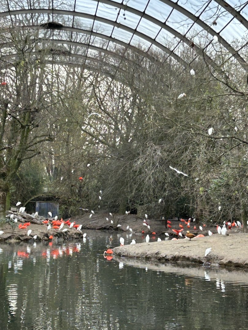 Cathedral (giant) aviary