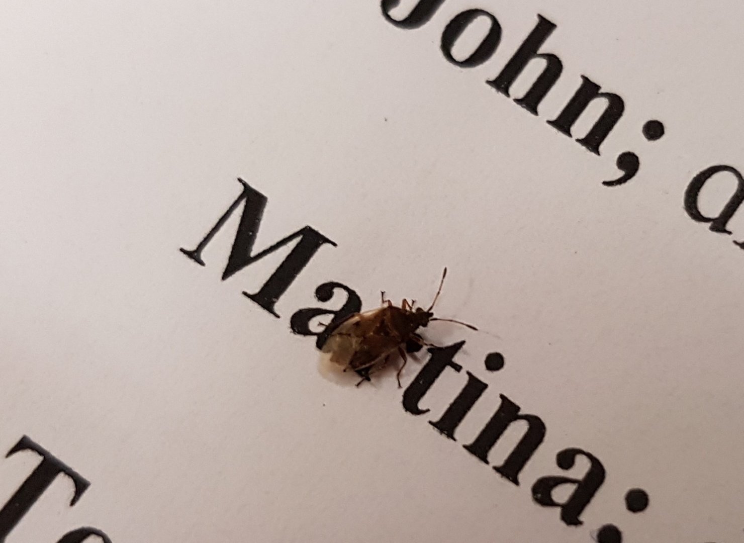 Catkin bug ( Kleidocerys species )