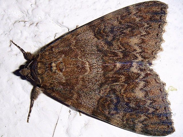 Catocala nupta