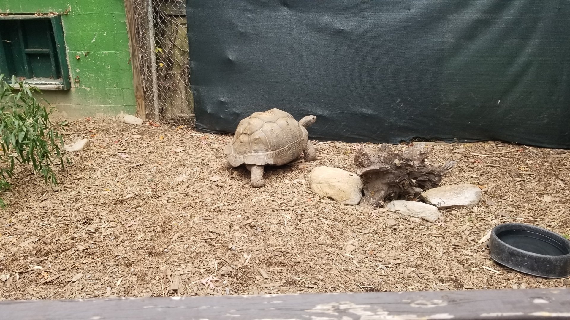 Catoctin Wildlife Preserve - Aldabra tortoise