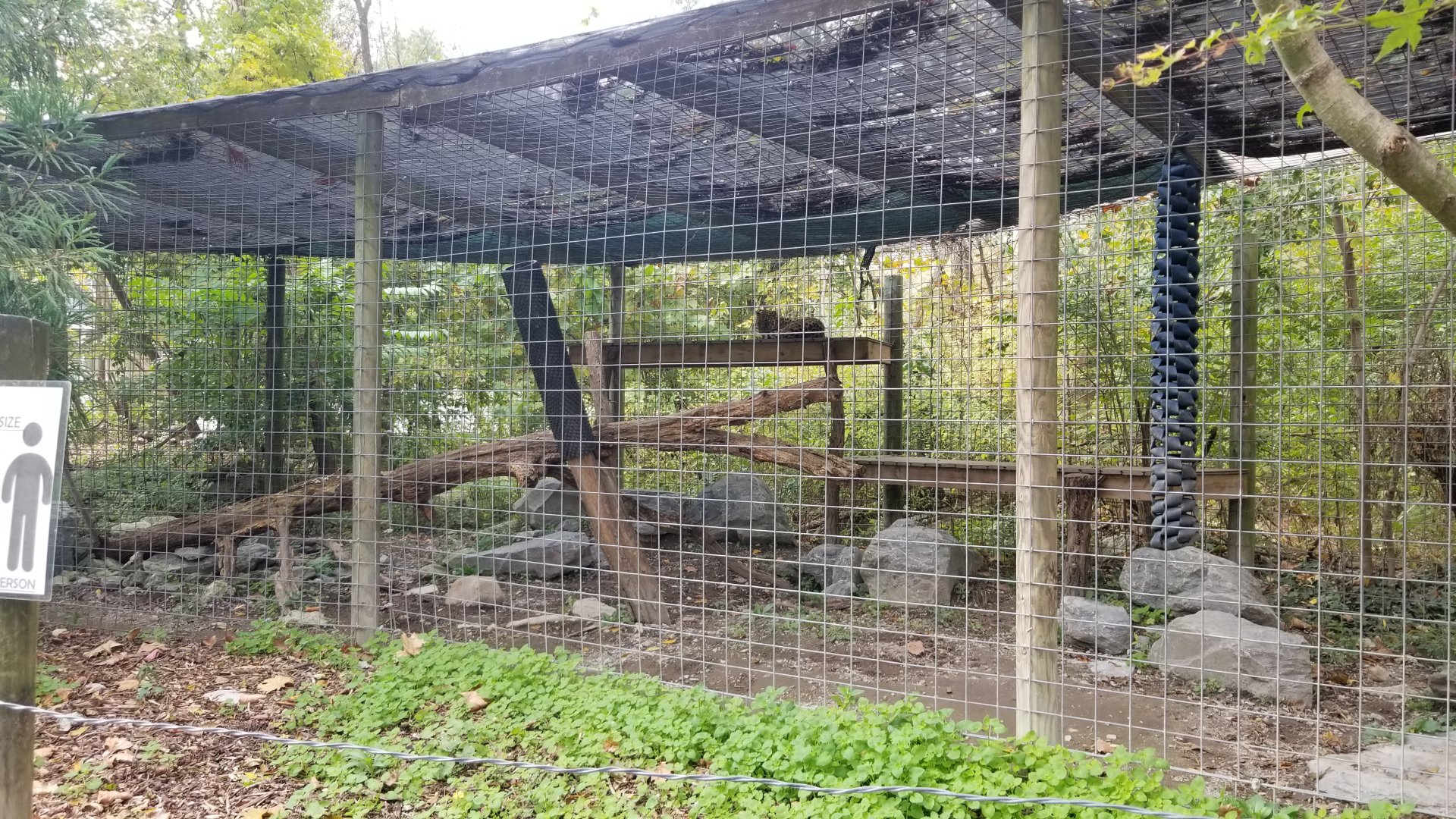 Catoctin Wildlife Preserve - Amur leopard