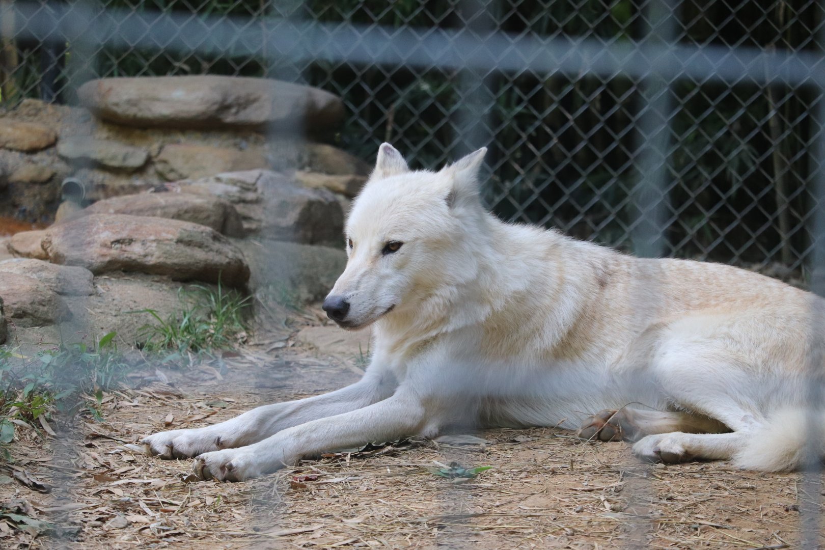Catoctin Wildlife Preserve and Zoo - Arctic Wolf