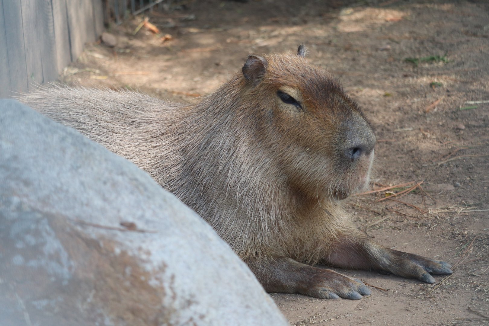 Catoctin Wildlife Preserve and Zoo - Capybara